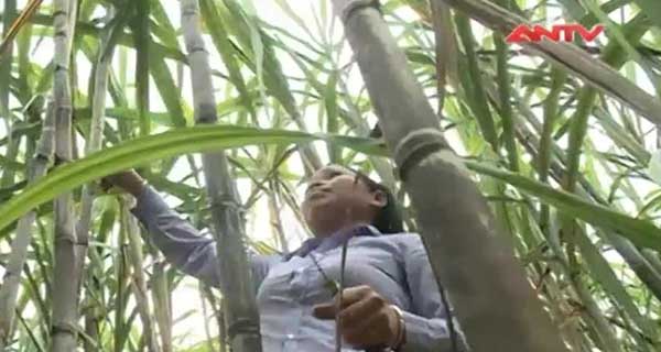 Phát triển kinh tế vùng cao từ cây mía trắng