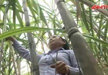 Phát triển kinh tế vùng cao từ cây mía trắng