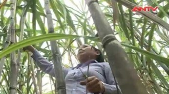 Phát triển kinh tế vùng cao từ cây mía trắng Phát triển kinh tế vùng cao từ cây mía trắng