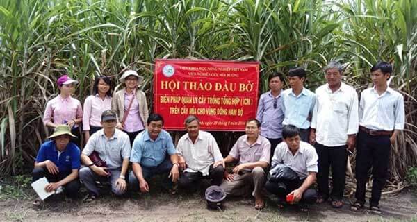 Quy trình ICM giúp mía đạt năng suất cao