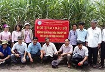 Quy trình ICM giúp mía đạt năng suất cao