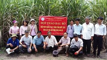 Quy trình ICM giúp mía đạt năng suất cao Quy trình ICM giúp mía đạt năng suất cao