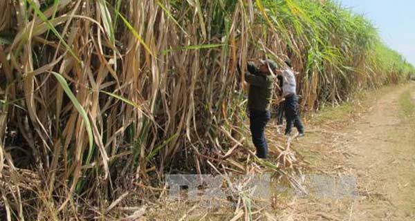 Tăng năng suất thay vì tăng giá thu mua mía