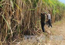 Tăng năng suất thay vì tăng giá thu mua mía