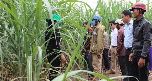 Cùng người dân làm giàu từ cây mía