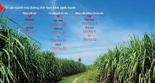 Khi TTC làm mía đường