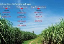 Khi TTC làm mía đường