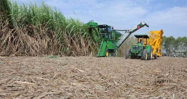 Chặt mía sát gốc có lợi cho nông dân