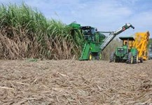 Chặt mía sát gốc có lợi cho nông dân