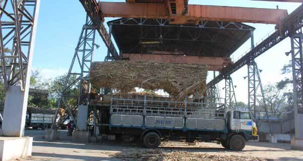 Giá mía nguyên liệu sẽ ổn định trong vụ mới