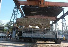 Giá mía nguyên liệu sẽ ổn định trong vụ mới