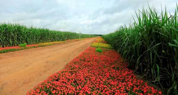 Đường organic - lựa chọn cho sức khỏe