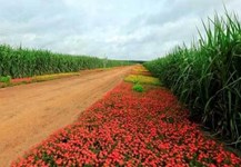 Đường organic - lựa chọn cho sức khỏe