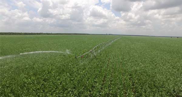 Chủ động nâng “vị ngọt” cây mía