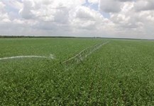 Chủ động nâng “vị ngọt” cây mía