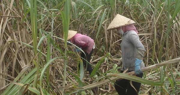 Giá thu mua mía đầu vụ cao hơn vụ trước