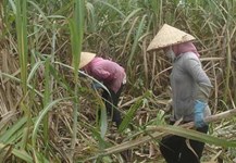 Giá thu mua mía đầu vụ cao hơn vụ trước