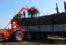 Lời giải đáp cho bài toán mía nguyên liệu ở Long An