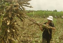 Tăng cường kết nối tiêu thụ đường niên vụ 2016/2017