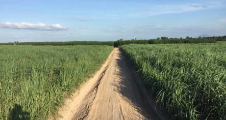 Ngành mía đường phát triển với nông nghiệp hữu cơ