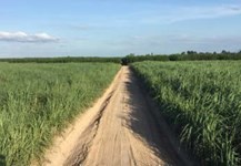 Ngành mía đường phát triển với nông nghiệp hữu cơ