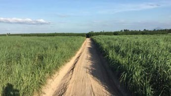 Ngành mía đường phát triển với nông nghiệp hữu cơ Ngành mía đường phát triển với nông nghiệp hữu cơ