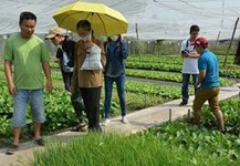 ‘Cơn sốt’ nông nghiệp organic