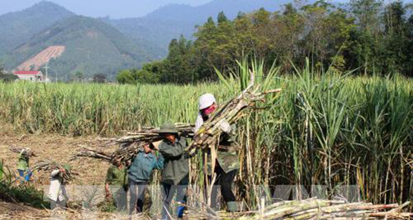Bàn giải pháp đẩy mạnh tiêu thụ đường mía bền vững