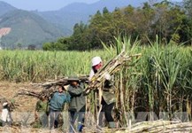 Bàn giải pháp đẩy mạnh tiêu thụ đường mía bền vững