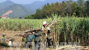 Bàn giải pháp đẩy mạnh tiêu thụ đường mía bền vững Bàn giải pháp đẩy mạnh tiêu thụ đường mía bền vững