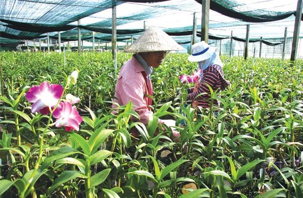 Đầu tư nông nghiệp từ "cao" đến "sạch"