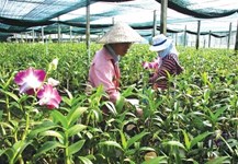 Đầu tư nông nghiệp từ "cao" đến "sạch"