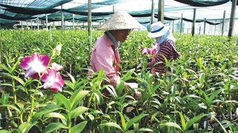 Đầu tư nông nghiệp từ "cao" đến "sạch" Đầu tư nông nghiệp từ "cao" đến "sạch"