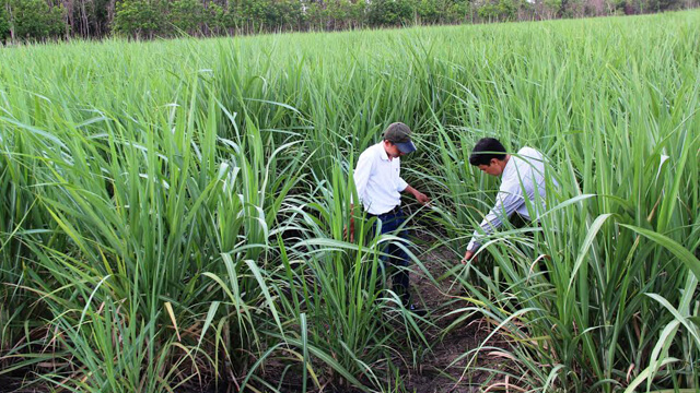 Tây Ninh: Diện tích trồng mía tăng gần 4.000 ha