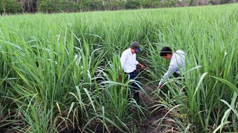 Tây Ninh: Diện tích trồng mía tăng gần 4.000 ha Tây Ninh: Diện tích trồng mía tăng gần 4.000 ha