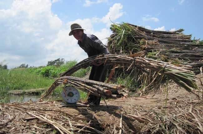 Hội thảo cơ hội và thách thức của ngành mía đường