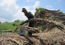 Hội thảo cơ hội và thách thức của ngành mía đường