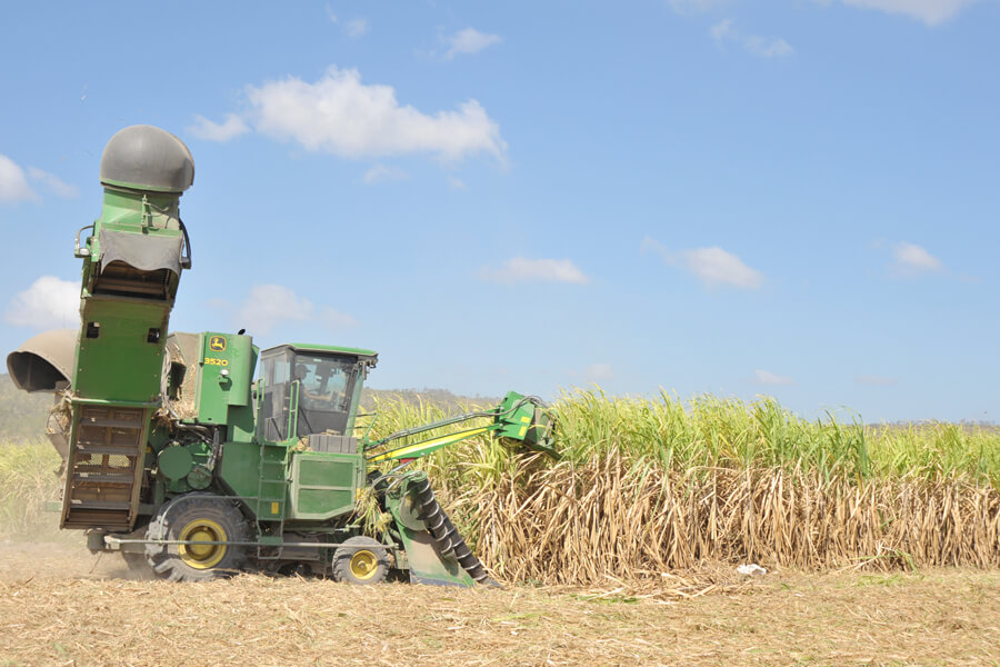 Gia Lai: Hỗ trợ, khắc phục bệnh trắng lá mía tại Ia Pa