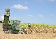 Gia Lai: Hỗ trợ, khắc phục bệnh trắng lá mía tại Ia Pa