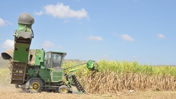 Gia Lai: Hỗ trợ, khắc phục bệnh trắng lá mía tại Ia Pa Gia Lai: Hỗ trợ, khắc phục bệnh trắng lá mía tại Ia Pa