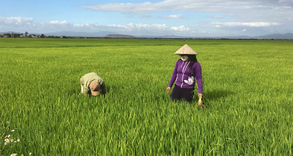 Củng cố mối liên kết nông dân và doanh nghiệp