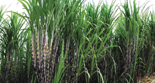 Bón phân thích hợp cho mía để có chữ đường cao
