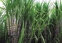 Bón phân thích hợp cho mía để có chữ đường cao