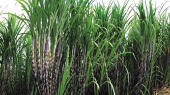 Bón phân thích hợp cho mía để có chữ đường cao Bón phân thích hợp cho mía để có chữ đường cao