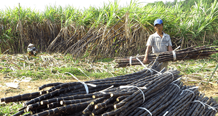 Thoát nghèo từ mía tím