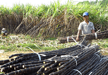 Thoát nghèo từ mía tím