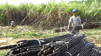 Thoát nghèo từ mía tím Thoát nghèo từ mía tím