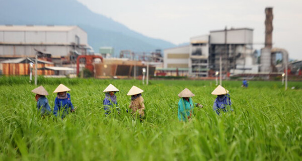 Tái cơ cấu ngành mía đường Việt Nam