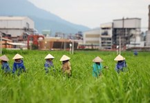 Tái cơ cấu ngành mía đường Việt Nam