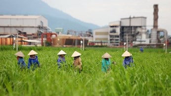 Tái cơ cấu ngành mía đường Việt Nam Tái cơ cấu ngành mía đường Việt Nam